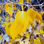 Populus trichocarpa - black cottonwood