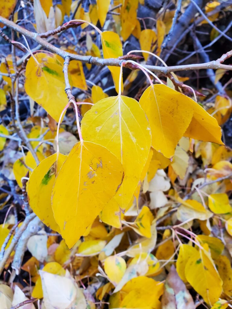 Populus trichocarpa - black cottonwood