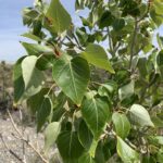 Populus trichocarpa - black cottonwood