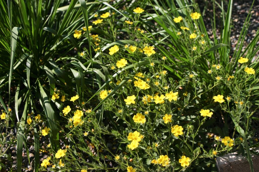 Potentilla gracilis - slender cinquefoil