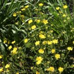 Potentilla gracilis - slender cinquefoil