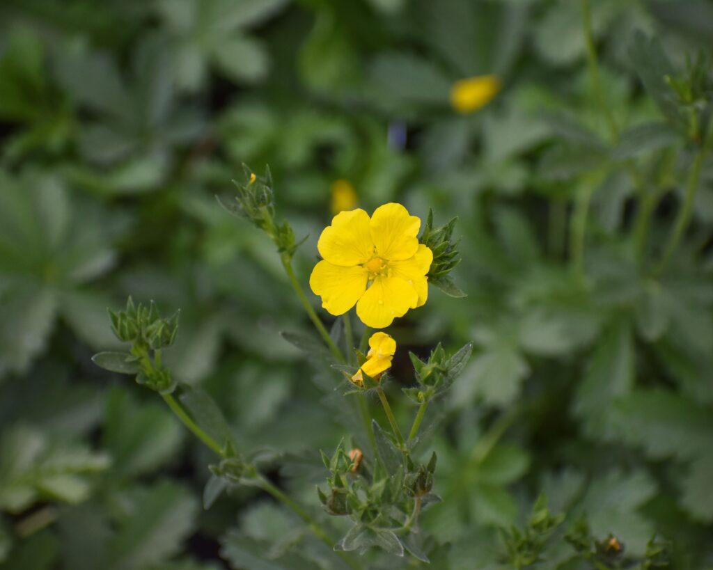 Potentilla gracilis - slender cinquefoil