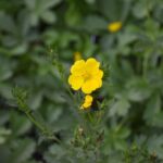 Potentilla gracilis - slender cinquefoil