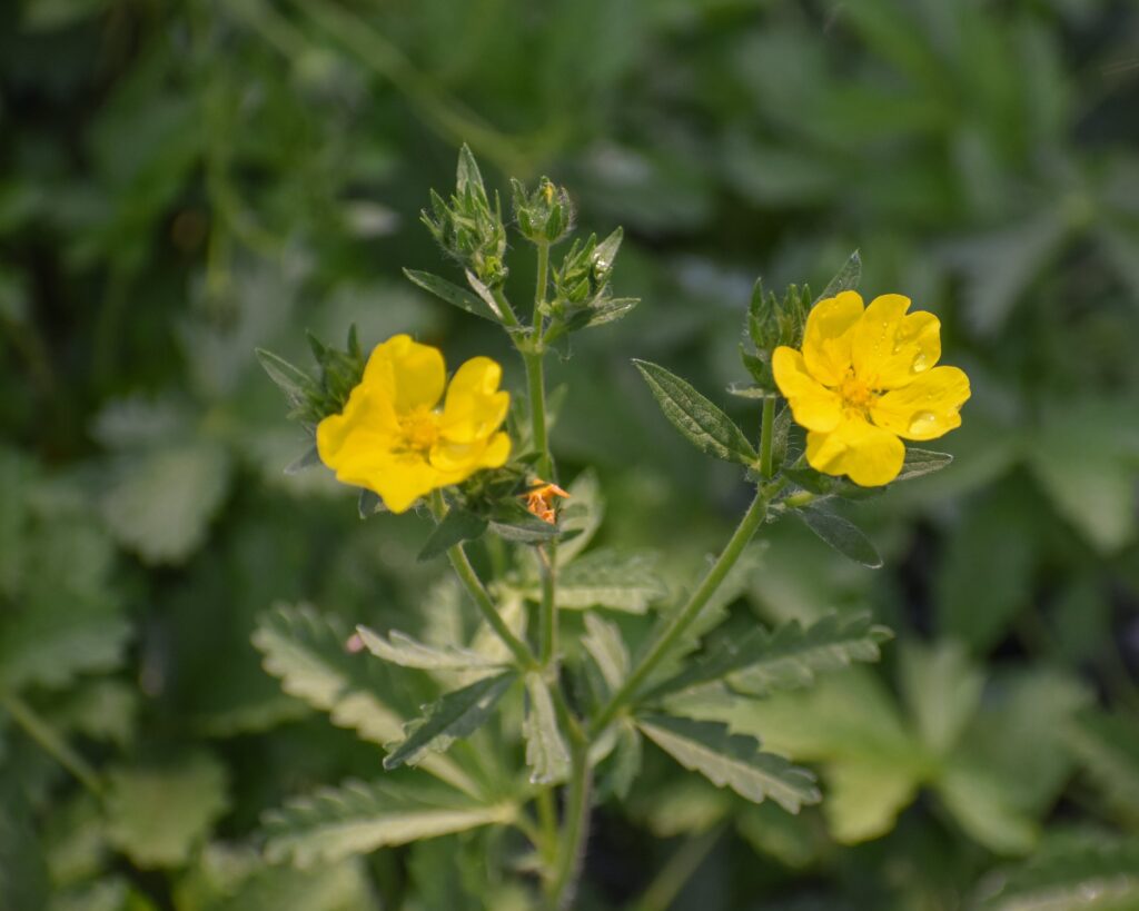 Potentilla gracilis - slender cinquefoil