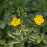Potentilla gracilis - slender cinquefoil