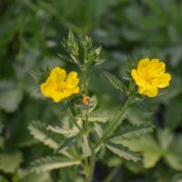 Potentilla gracilis - slender cinquefoil