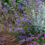 Salvia clevelandii x 'Pozo Blue' - sage