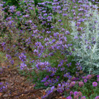 Salvia clevelandii x ‘Pozo Blue’