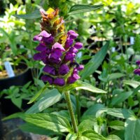 Prunella vulgaris v. lanceolata - self heal
