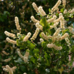 Prunus ilicifolia ssp. ilicifolia - hollyleaf cherry