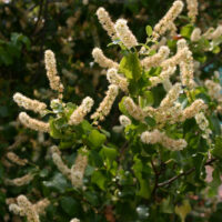 Prunus ilicifolia ssp. ilicifolia