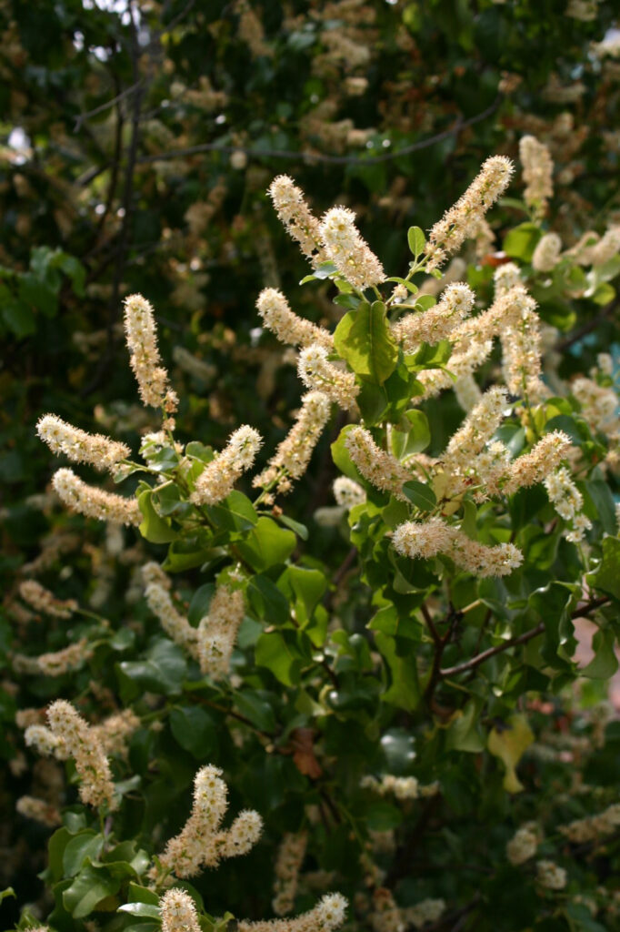 Prunus ilicifolia ssp. ilicifolia - hollyleaf cherry