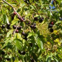 Prunus ilicifolia ssp. lyonii