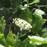 Prunus virginiana v. demissa