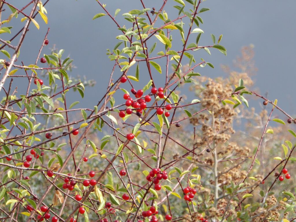Prunus emarginata - bitter cherry