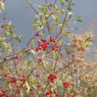 Prunus emarginata