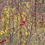 Prunus emarginata - bitter cherry