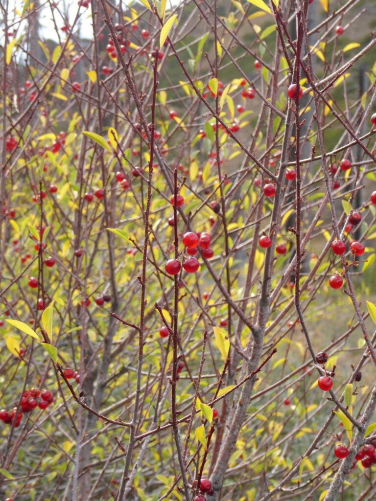 Prunus emarginata - bitter cherry
