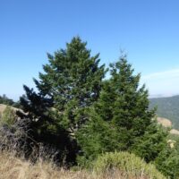 Pseudotsuga menziesii