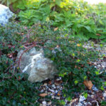 Arctostaphylos uva-ursi 'Point Reyes' - Point Reyes bearberry