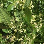 Ptelea crenulata - California hoptree