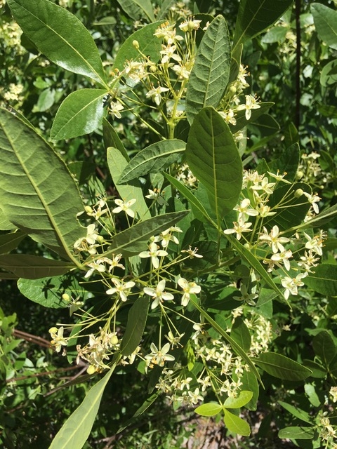 Ptelea crenulata - California hoptree