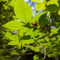 Euonymus occidentalis