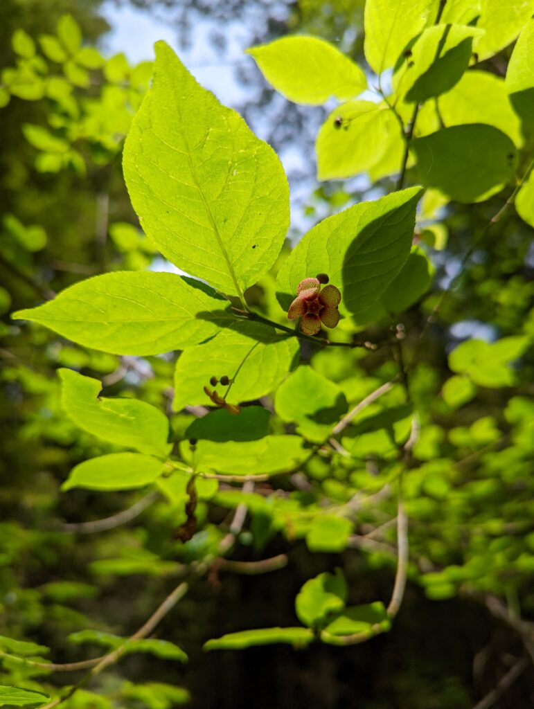 Euonymus occidentalis - western burning bush