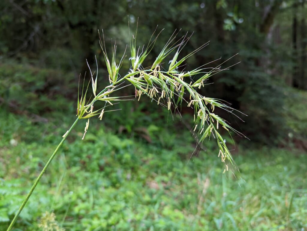 Elymus californicus - California bottlebrush grass