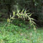 Elymus californicus - California bottlebrush grass