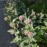 Asclepias speciosa - showy milkweed