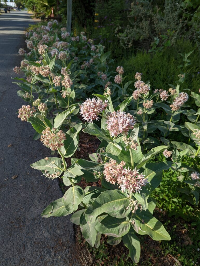 Asclepias speciosa - showy milkweed