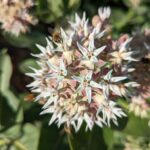 Asclepias speciosa - showy milkweed