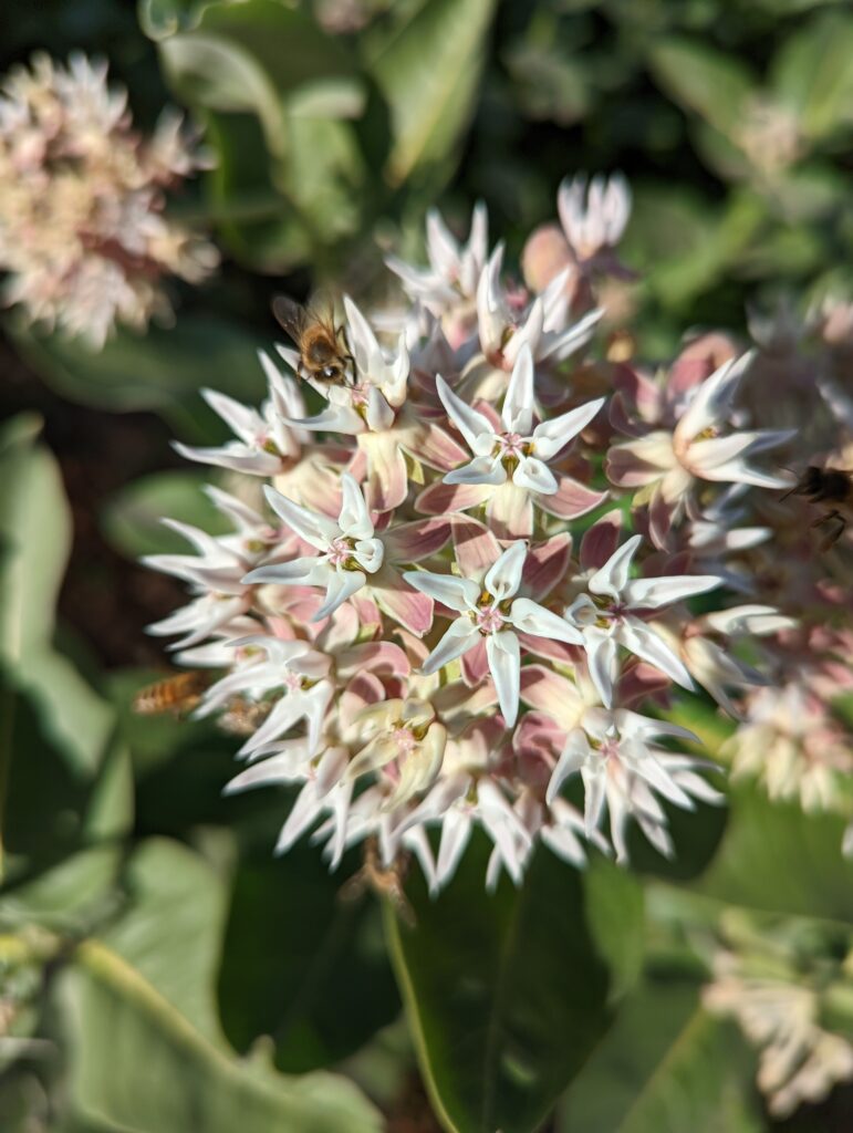 Asclepias speciosa - showy milkweed