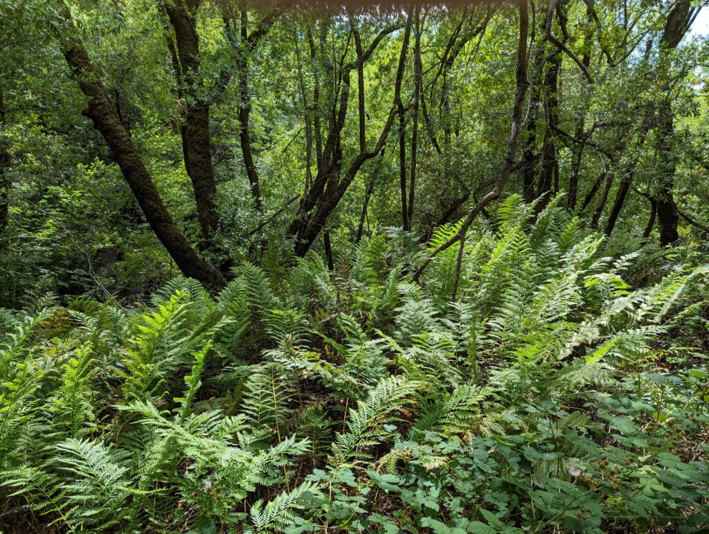Woodwardia fimbriata - giant chain fern