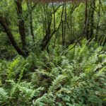 Woodwardia fimbriata - giant chain fern