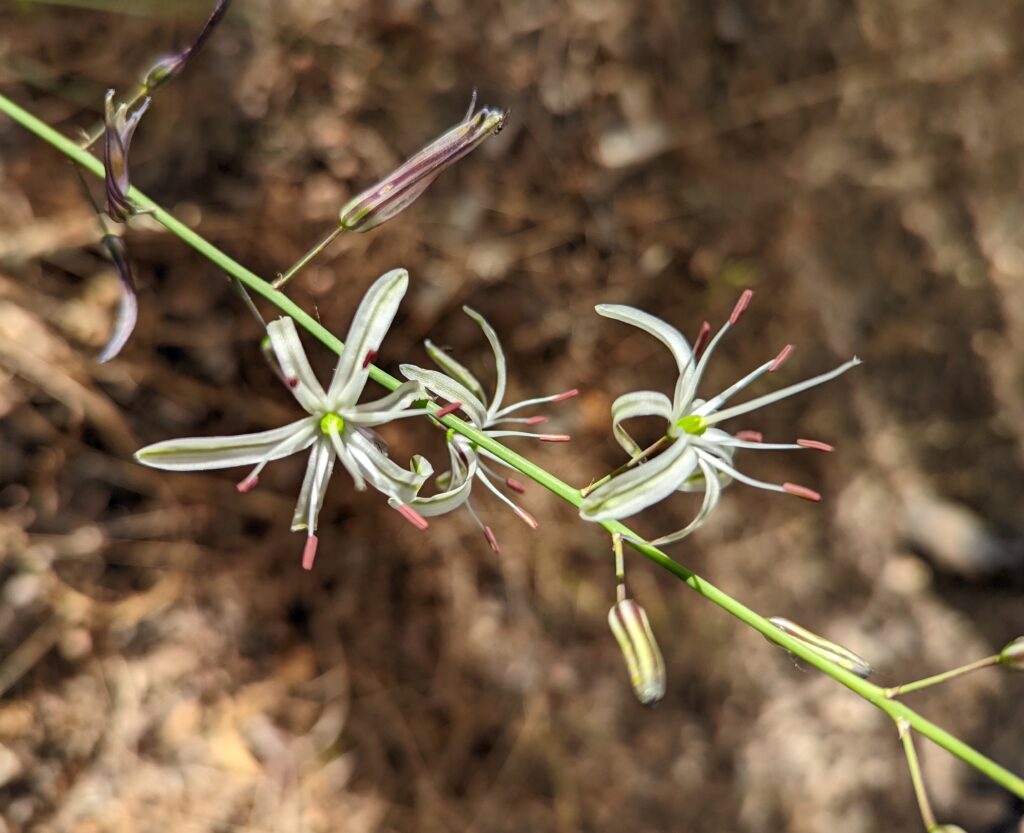 Chlorogalum pomeridianum v. pomeridianum - soap plant