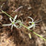 Chlorogalum pomeridianum v. pomeridianum - soap plant