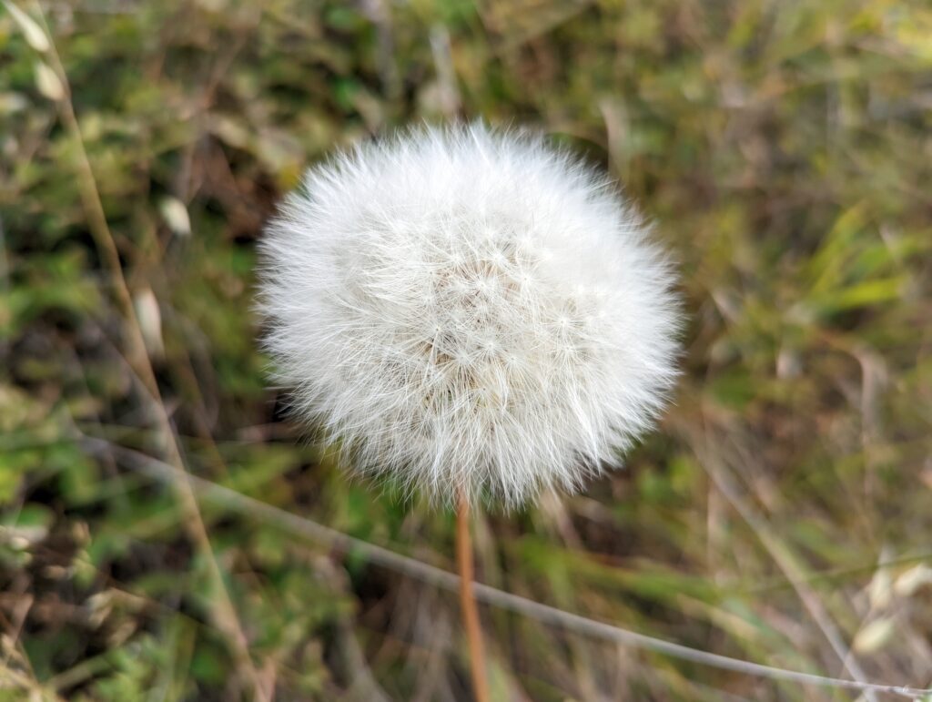 Agoseris grandiflora - California dandelion