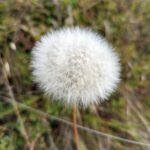 Agoseris grandiflora - California dandelion