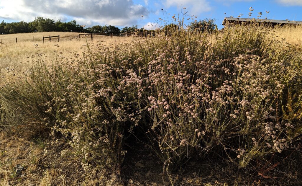 Eriogonum fasciculatum - California buckwheat
