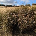 Eriogonum fasciculatum - California buckwheat