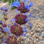 Salvia 'Celestial Blue' - sage