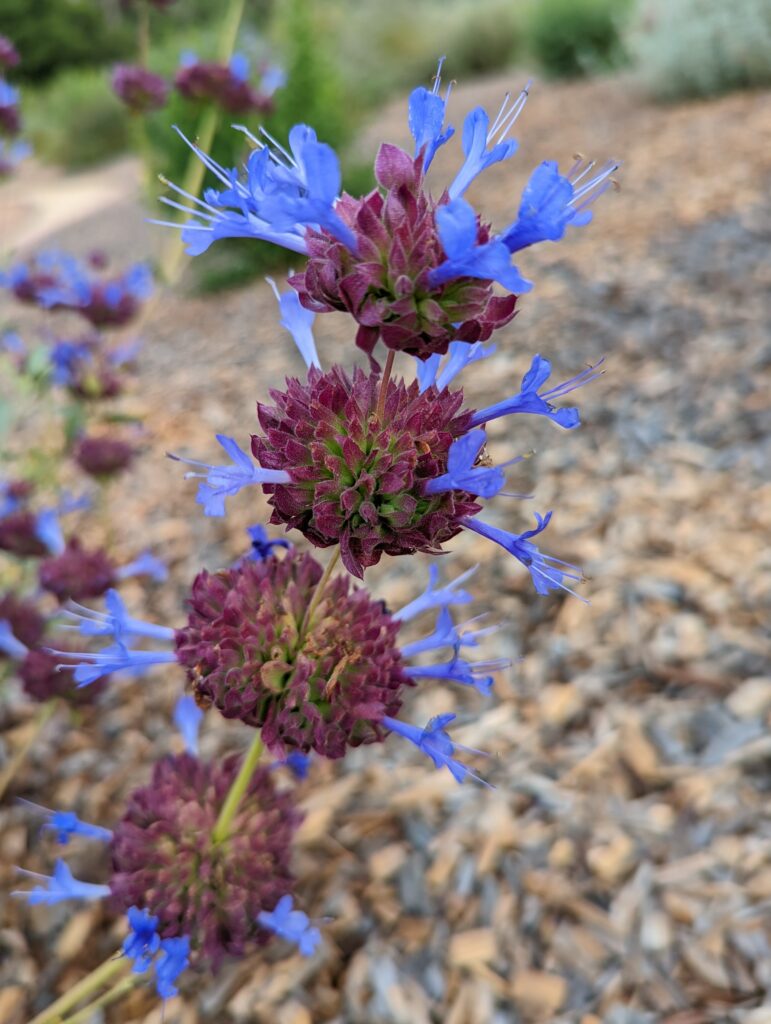 Salvia 'Celestial Blue' - sage