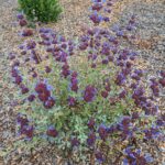 Salvia 'Celestial Blue' - sage