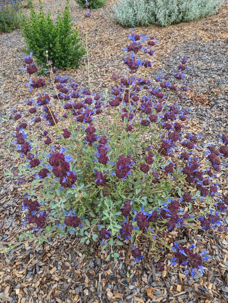 Salvia 'Celestial Blue' - sage