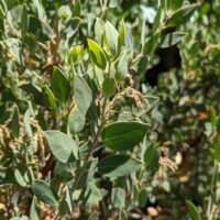 Arctostaphylos manzanita ‘Warm Springs’
