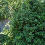 Frangula (Rhamnus) californica 'Olema' - California coffeeberry