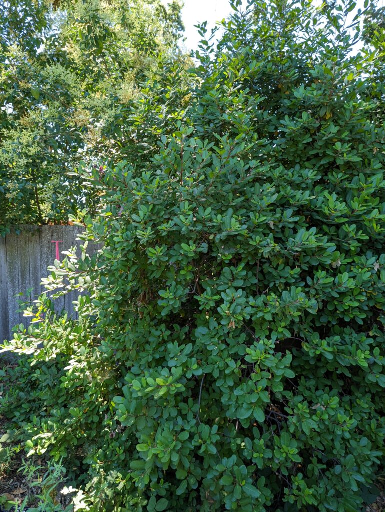 Frangula (Rhamnus) californica 'Olema' - California coffeeberry