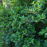 Frangula (Rhamnus) californica ‘Olema’